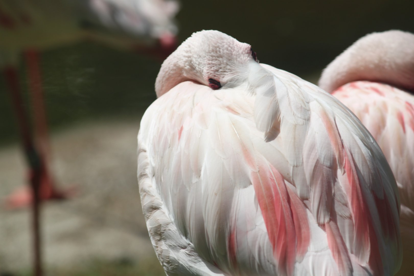 Lesser flamingo