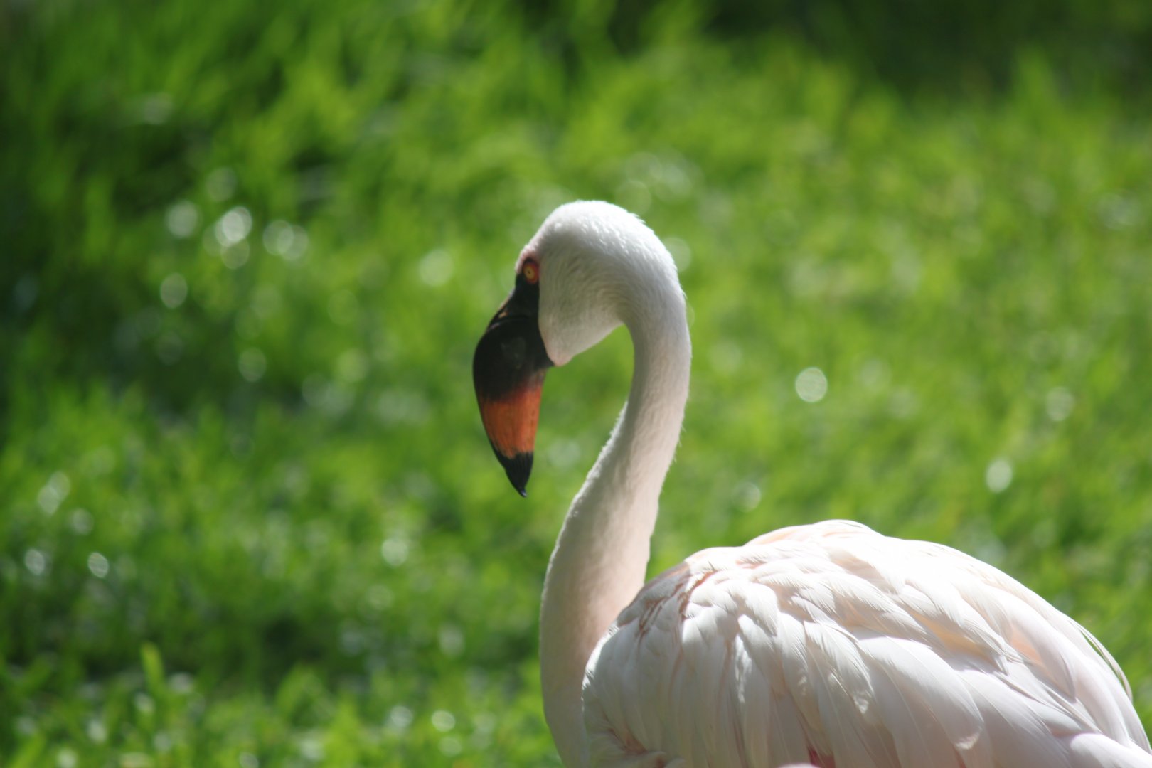 Lesser flamingo