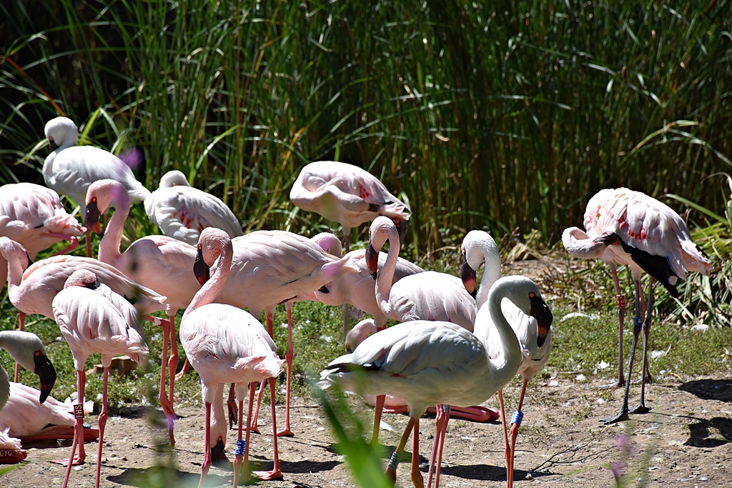 Lesser flamingo
