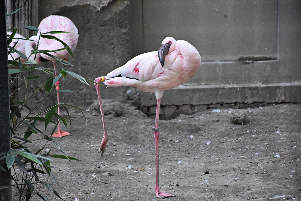 Lesser flamingo