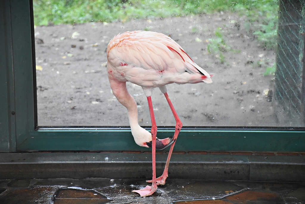 Lesser flamingo