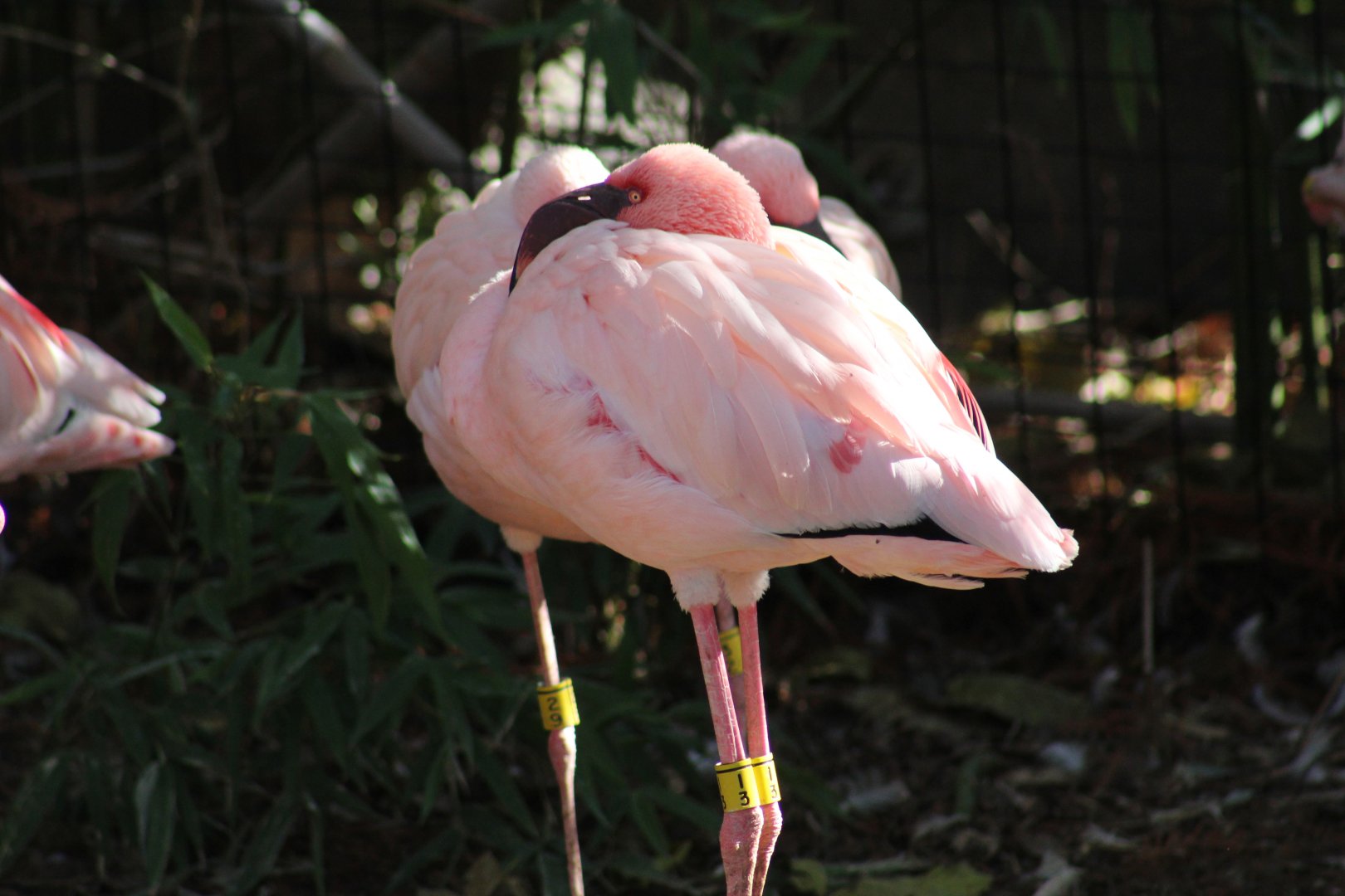 Lesser Flamingo