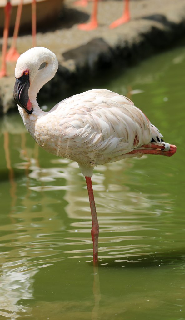 Lesser Flamingo