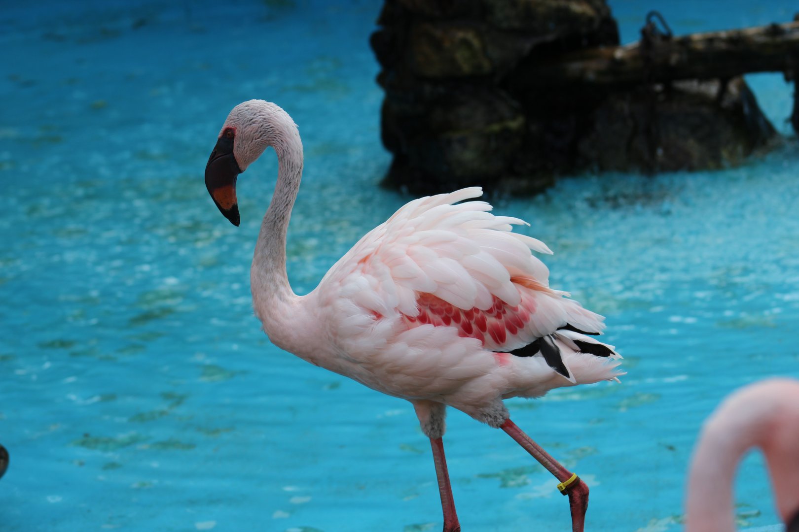 Lesser Flamingo
