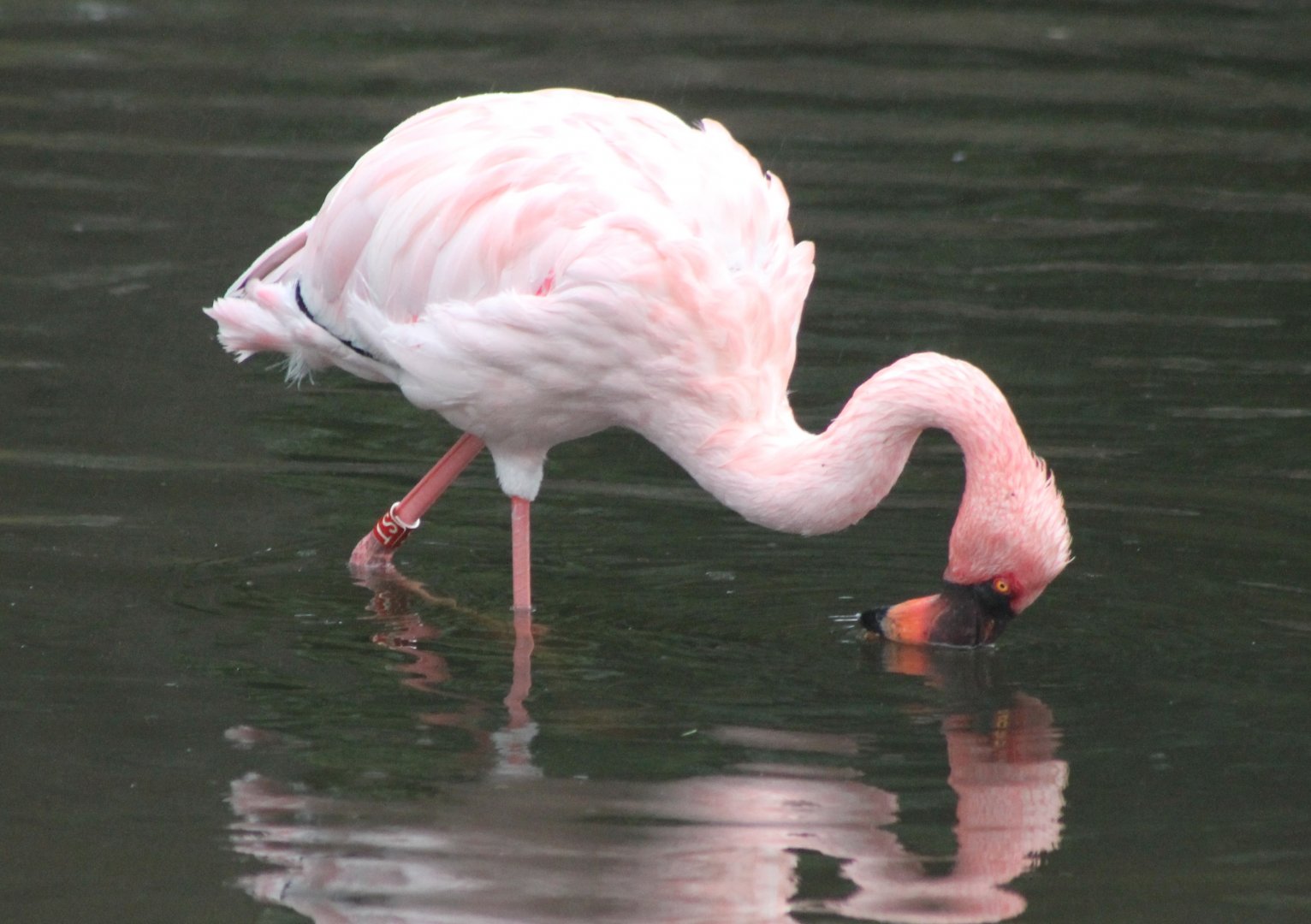Lesser flamingo