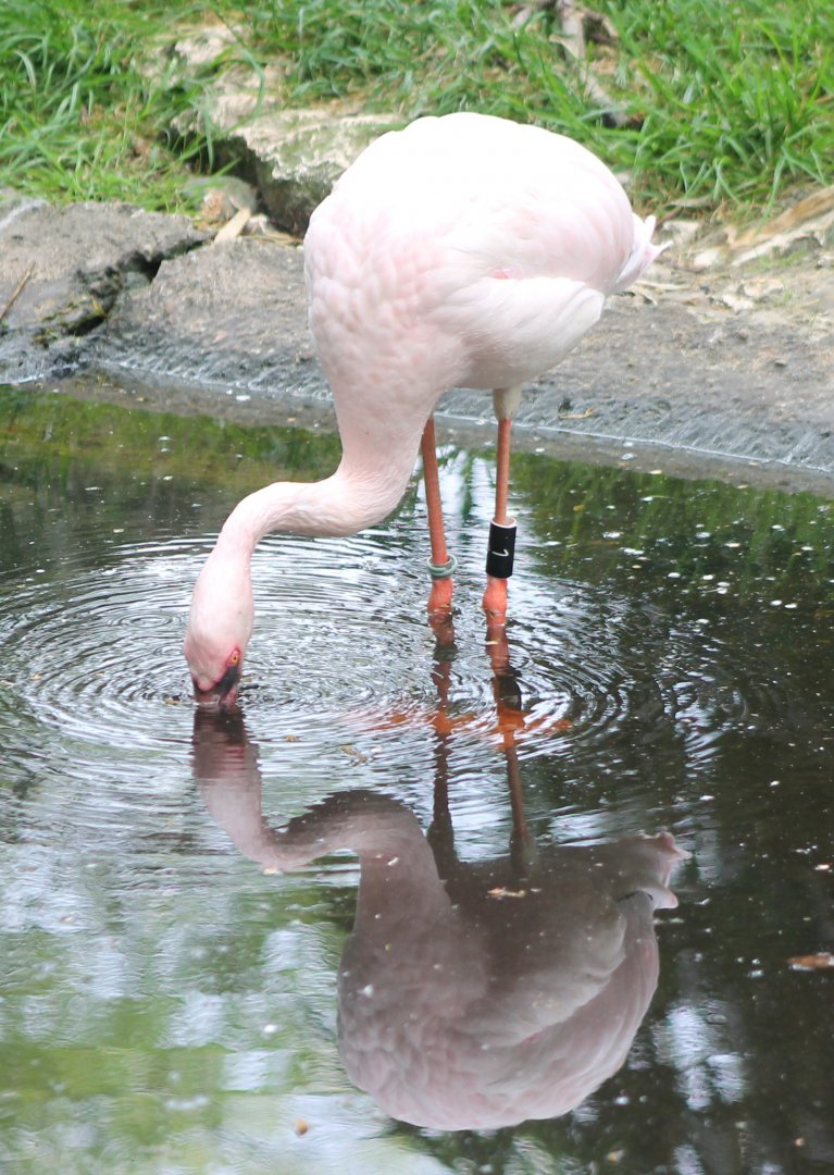 Lesser flamingo