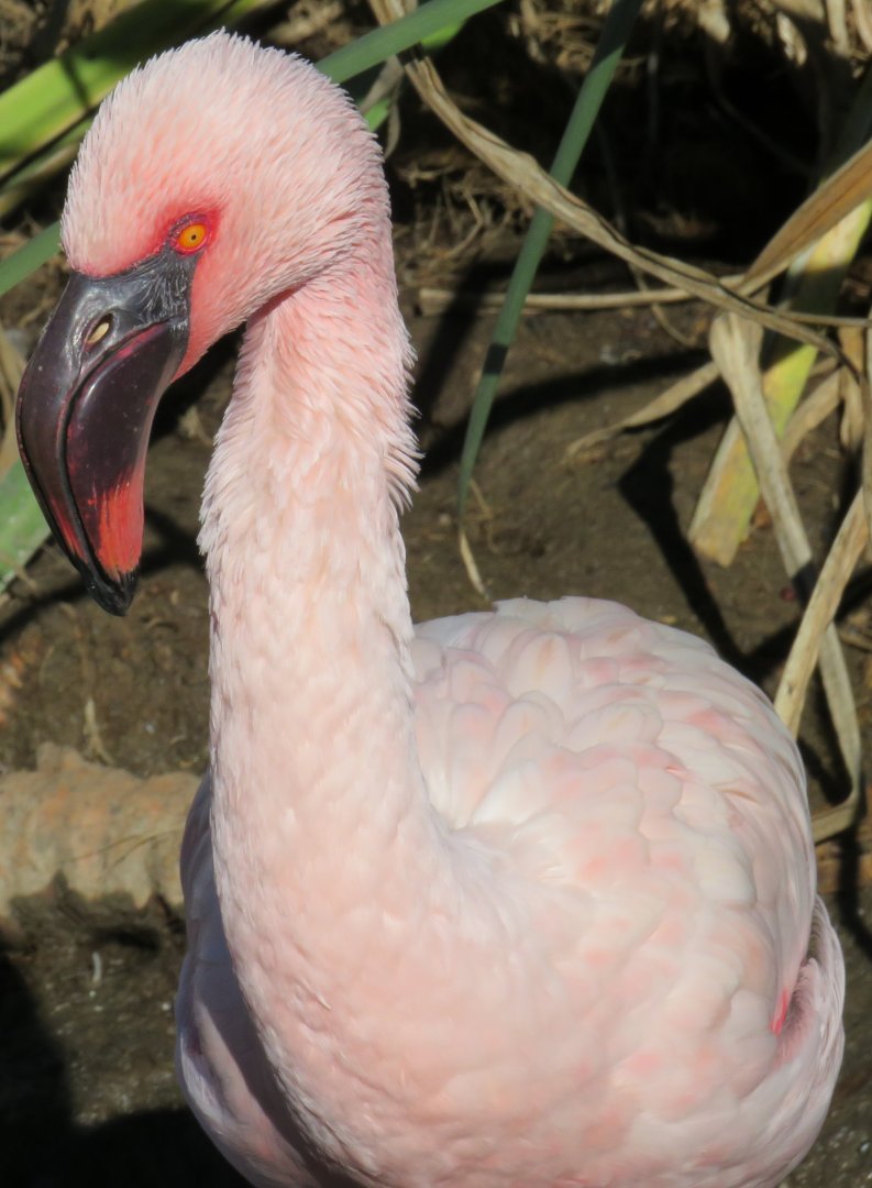 Lesser flamingo