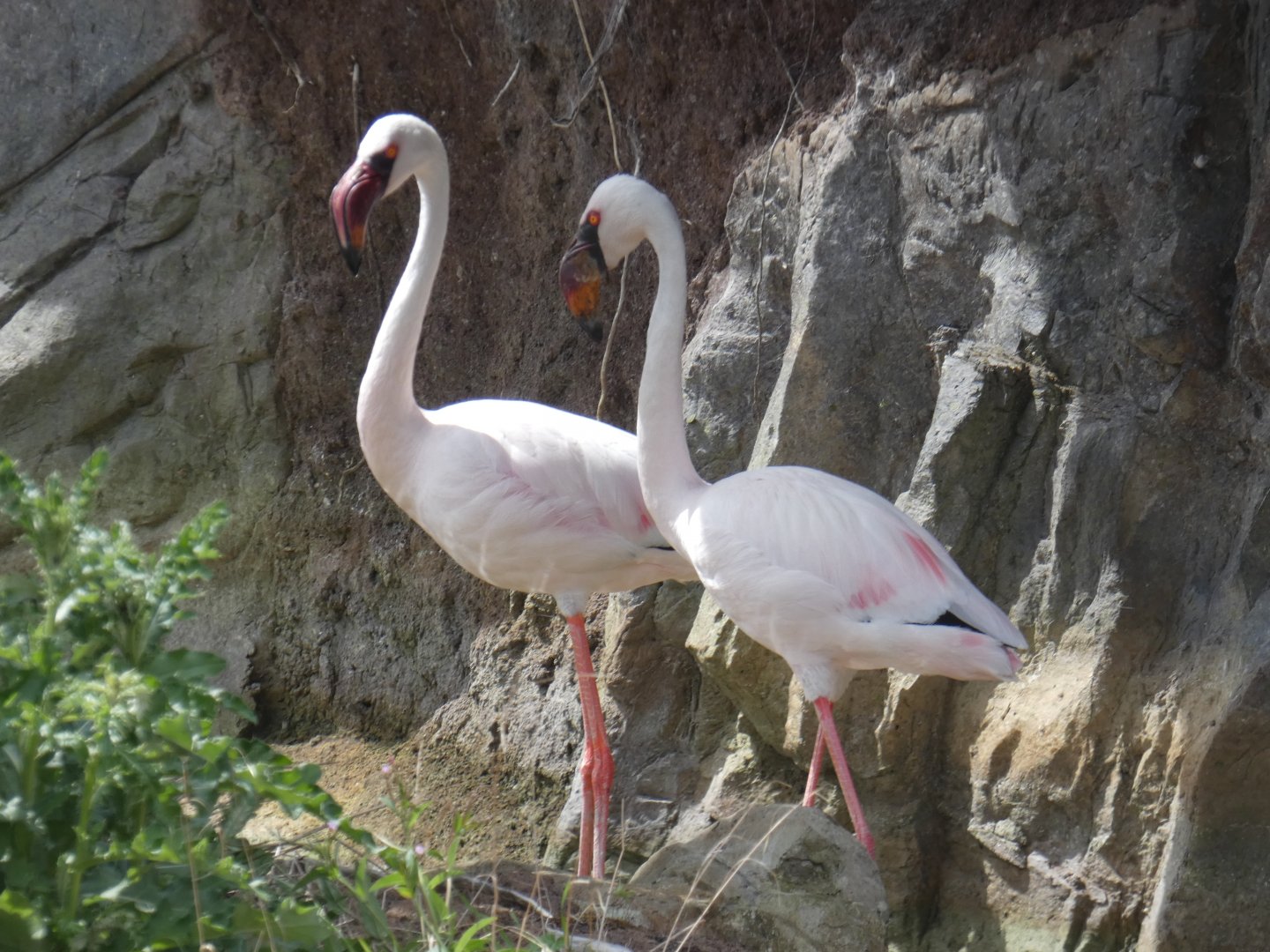 Lesser Flamingo