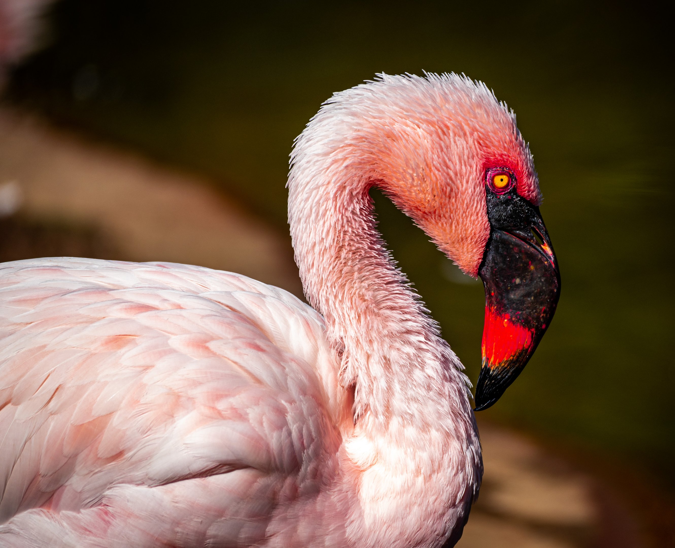 Lesser Flamingo