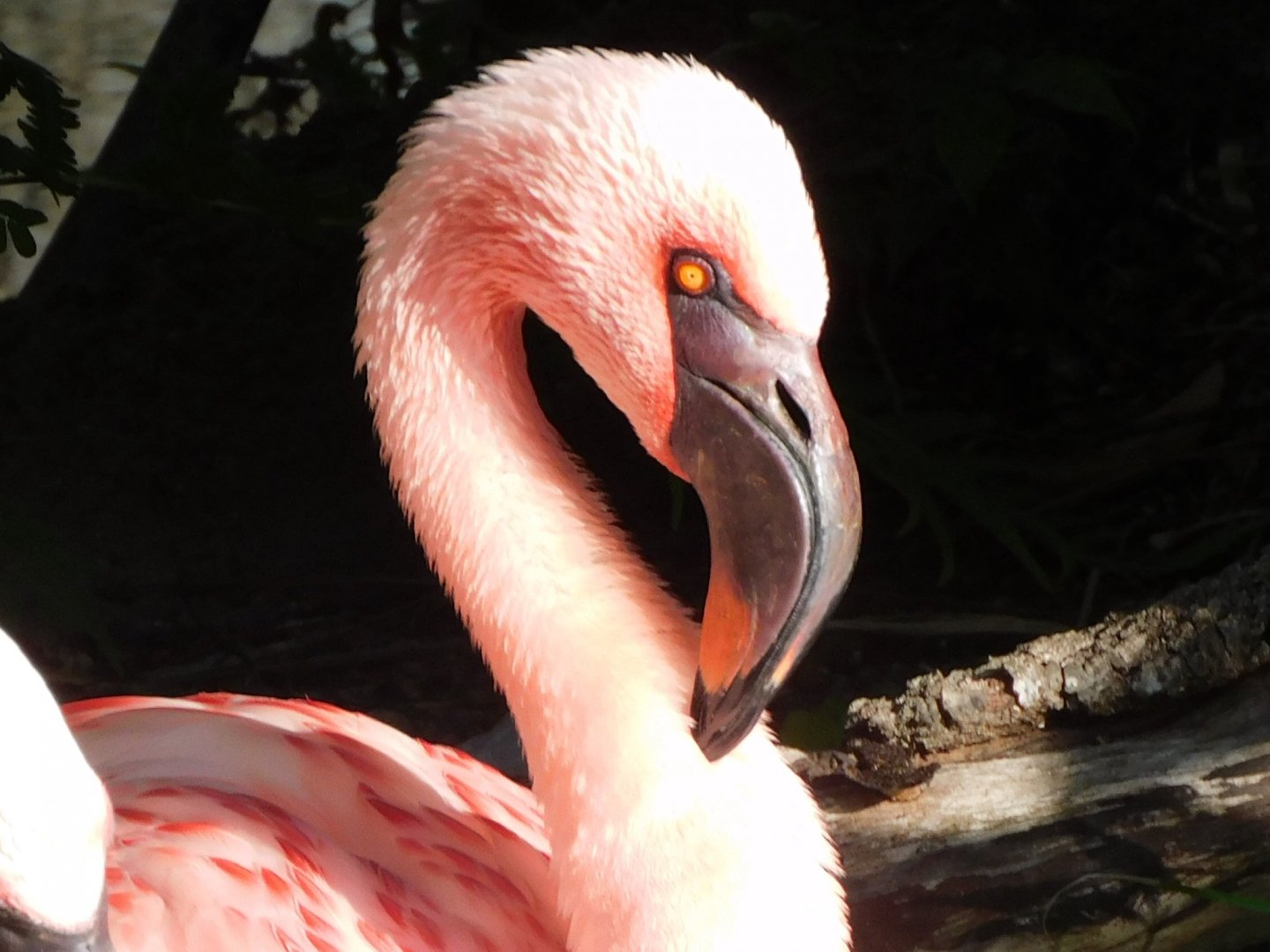 Lesser flamingo