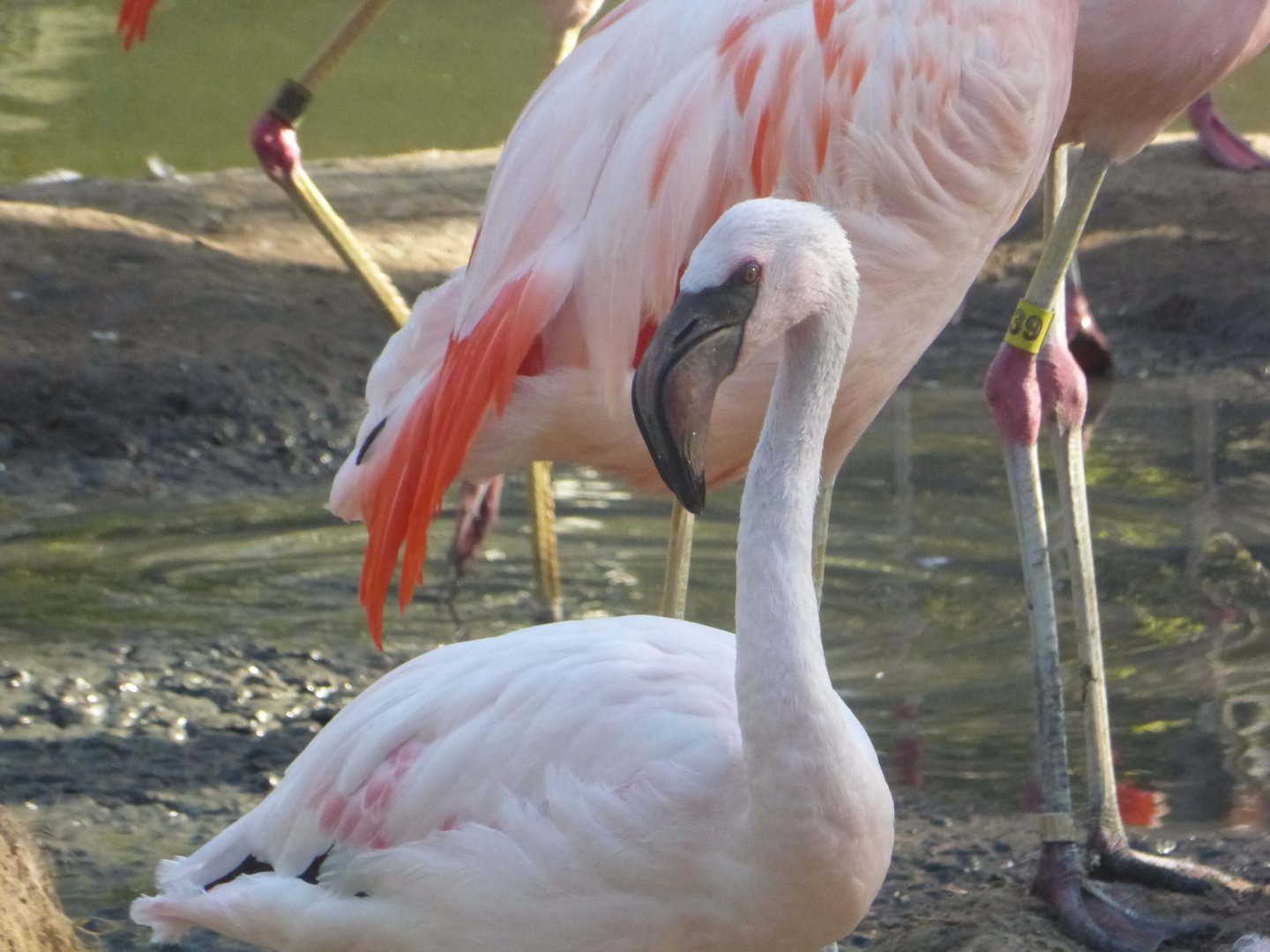 Lesser flamingo