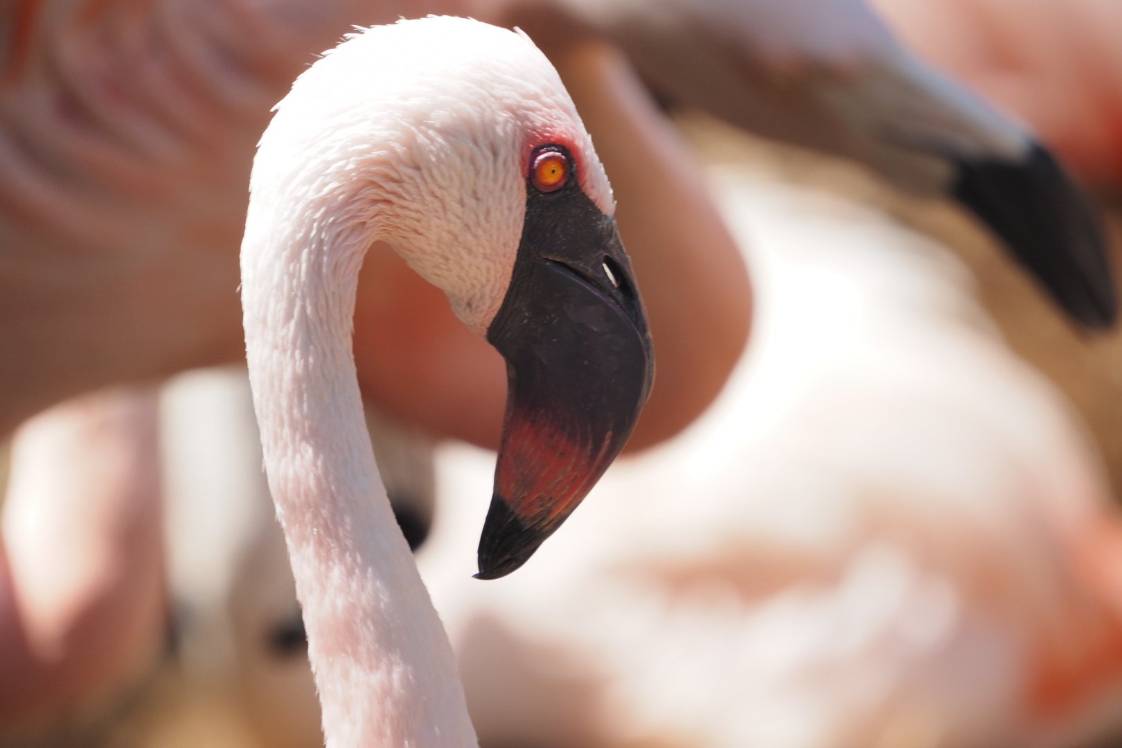 Lesser flamingo