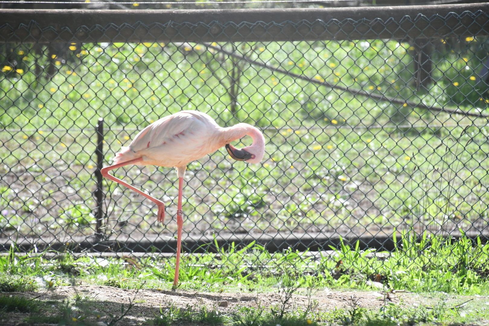 Lesser Flamingo