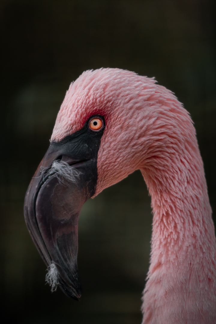 Lesser Flamingo