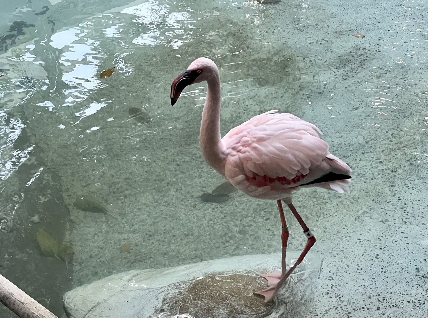 Lesser Flamingo