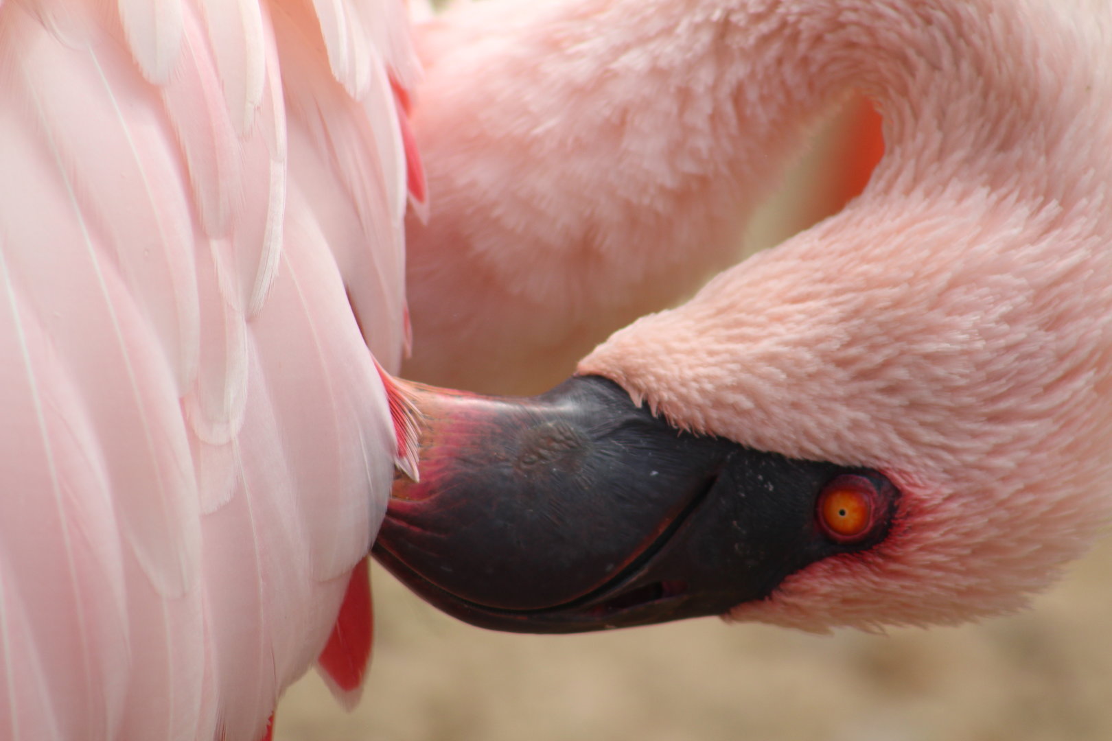 Lesser flamingo