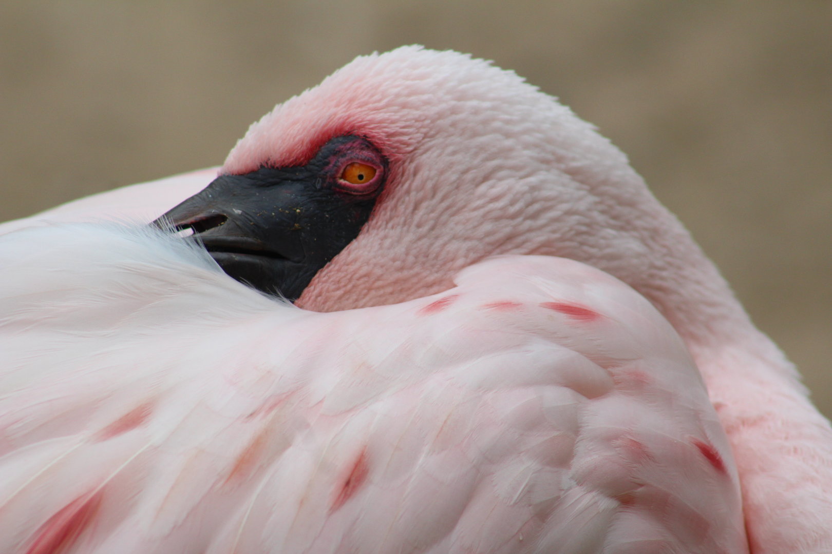Lesser flamingo