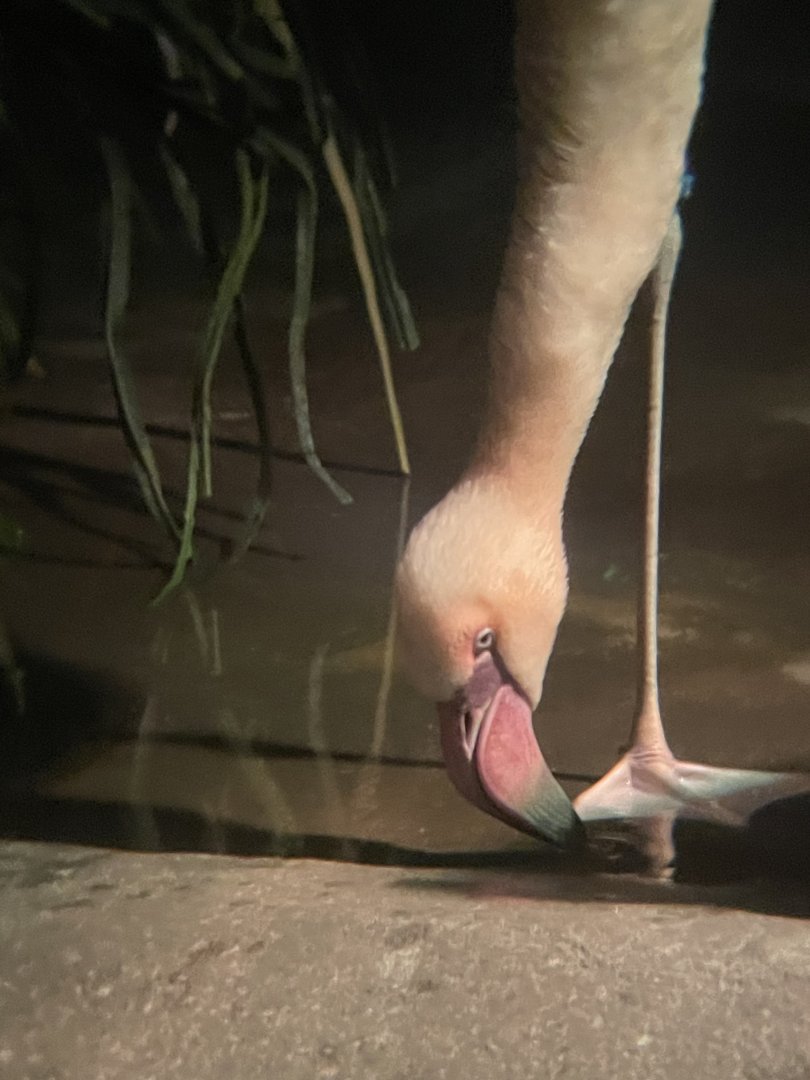 Lesser Flamingo