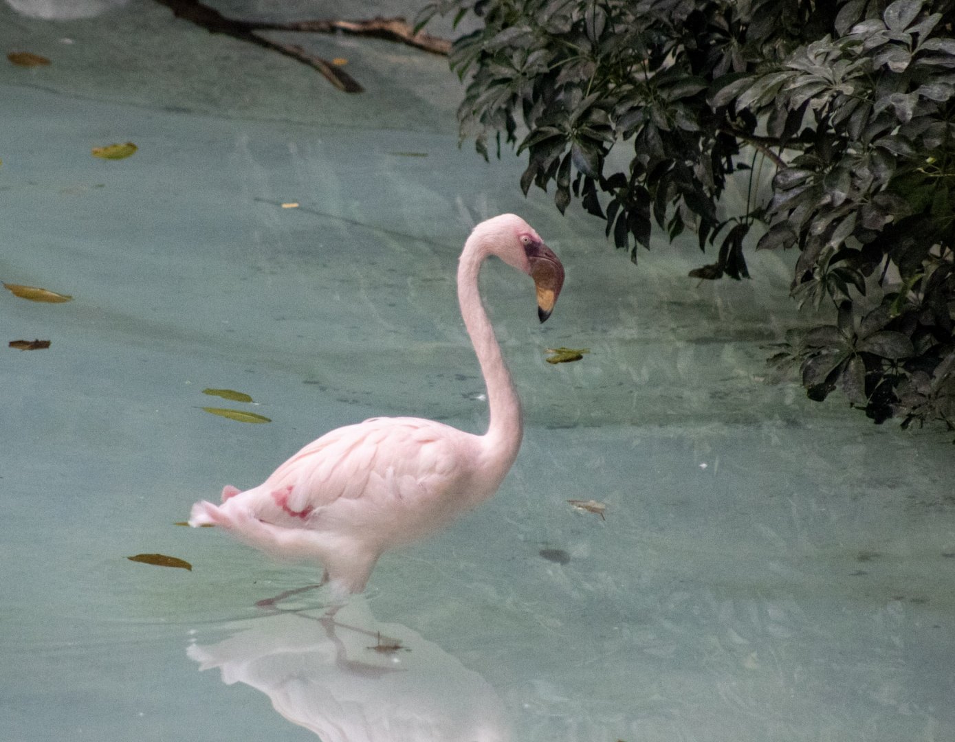 Lesser Flamingo