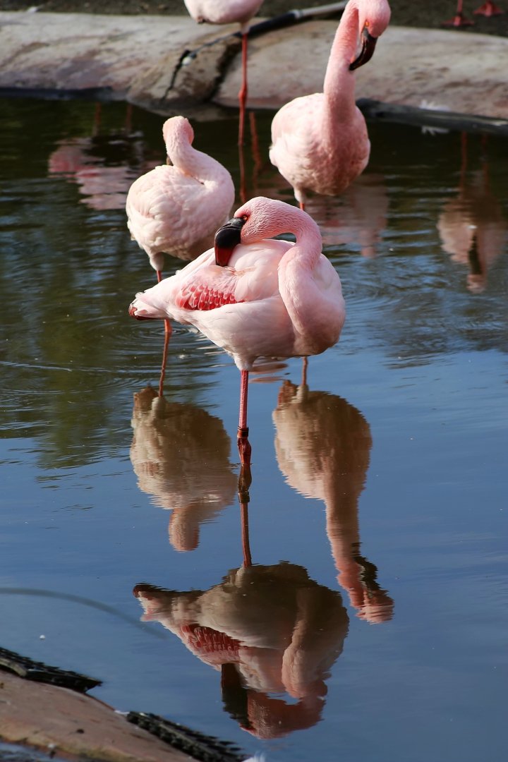 Lesser Flamingo