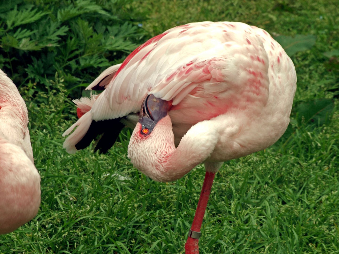 Lesser flamingo