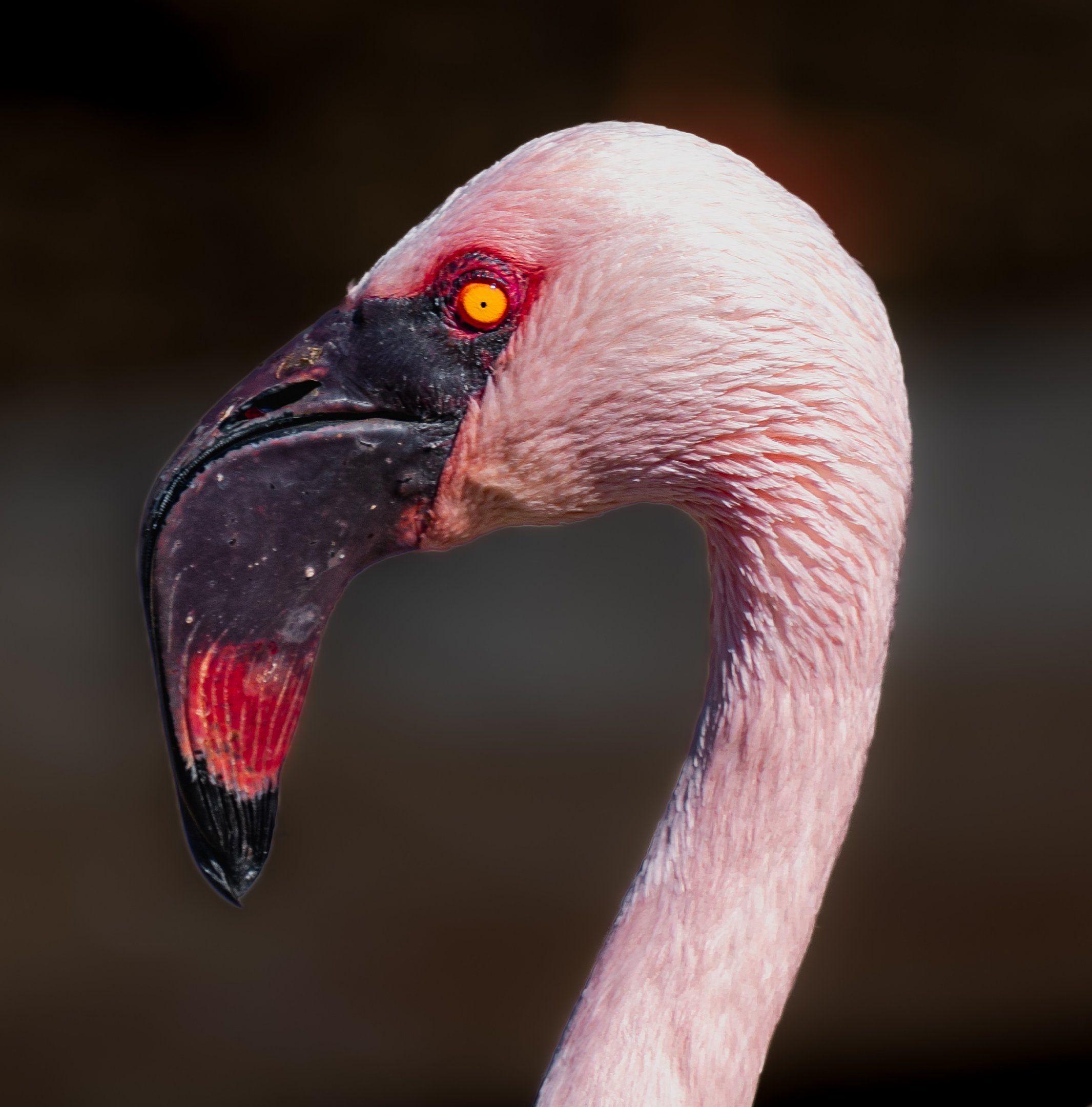 Lesser Flamingo