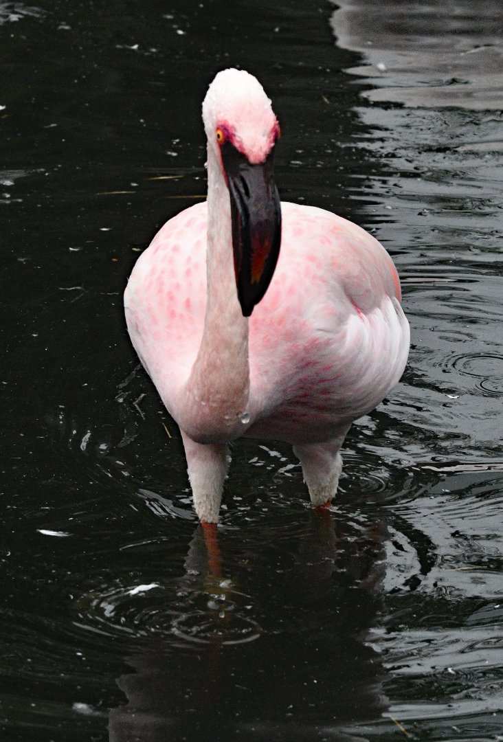 LESSER FLAMINGO