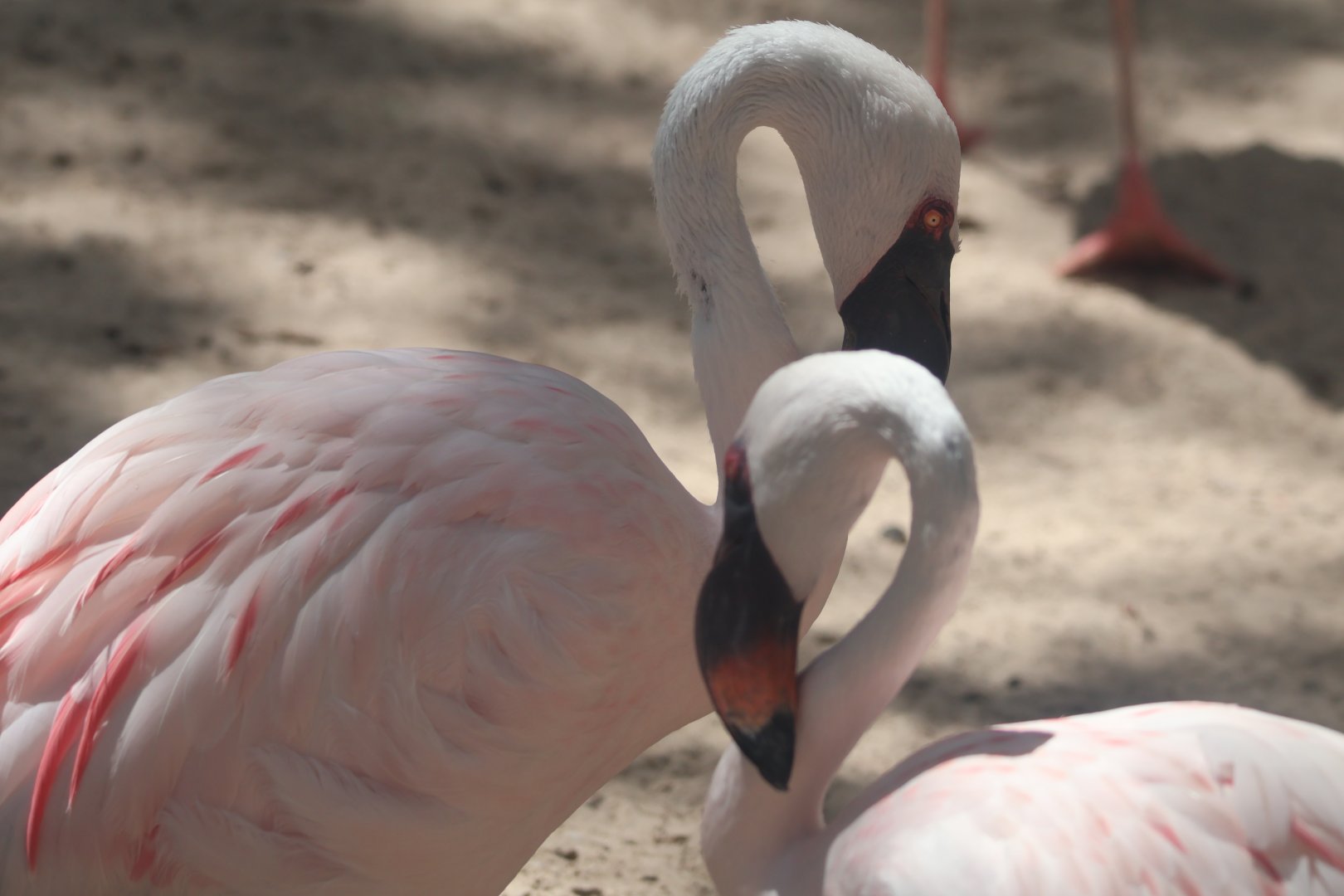 Lesser flamingo
