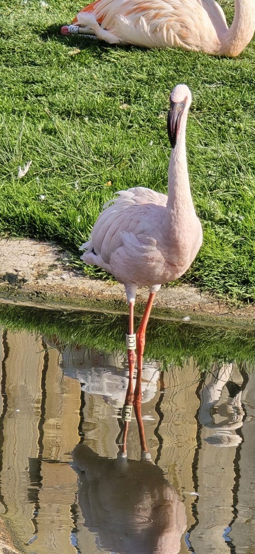 Lesser flamingo