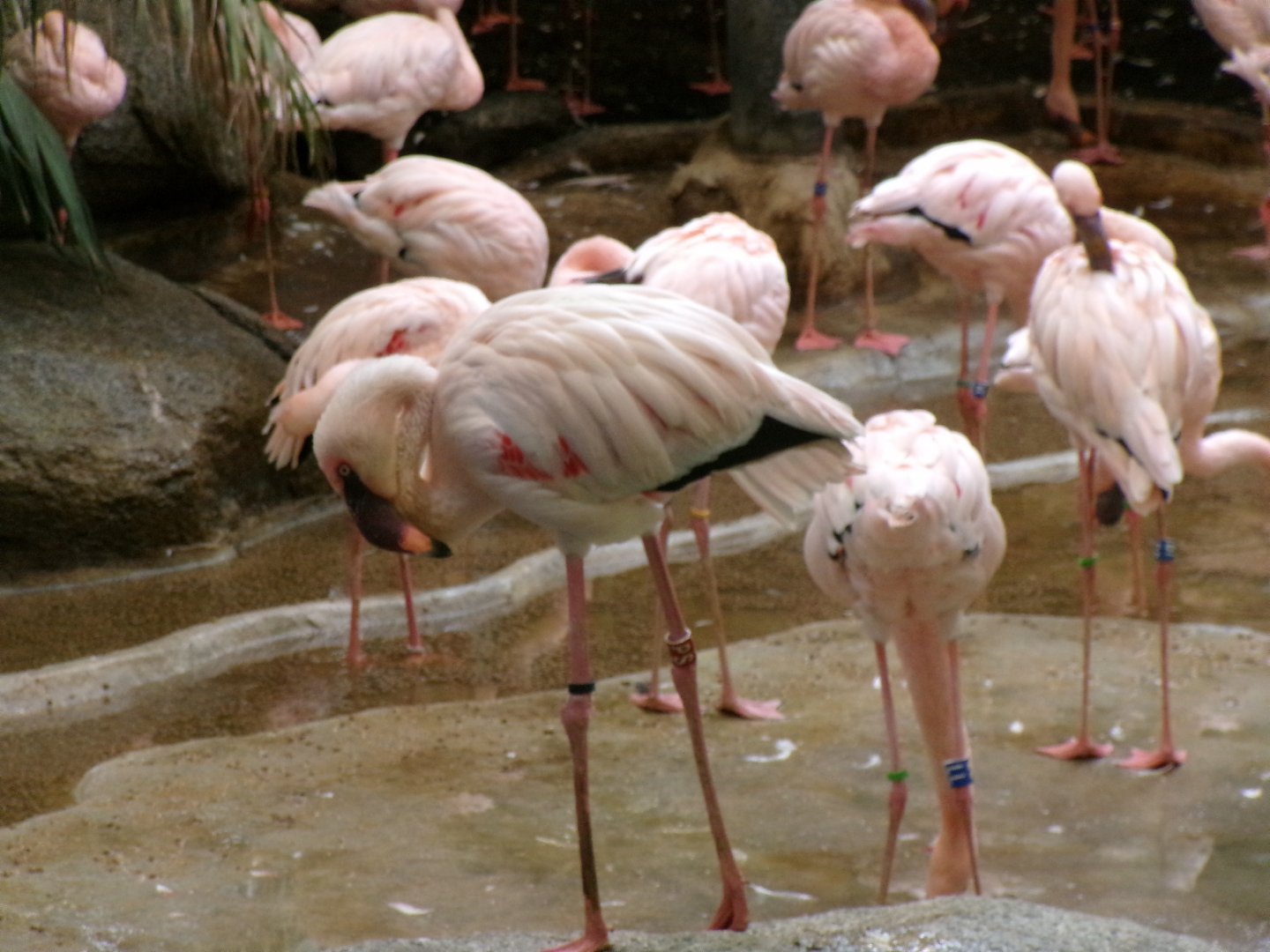 Lesser flamingo