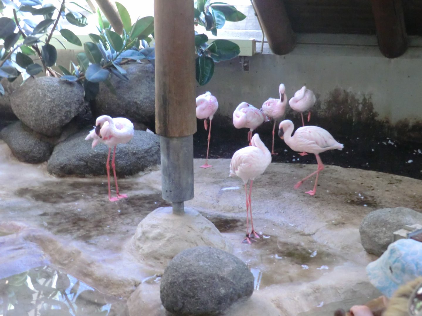 Lesser flamingoes indoor accommodation
