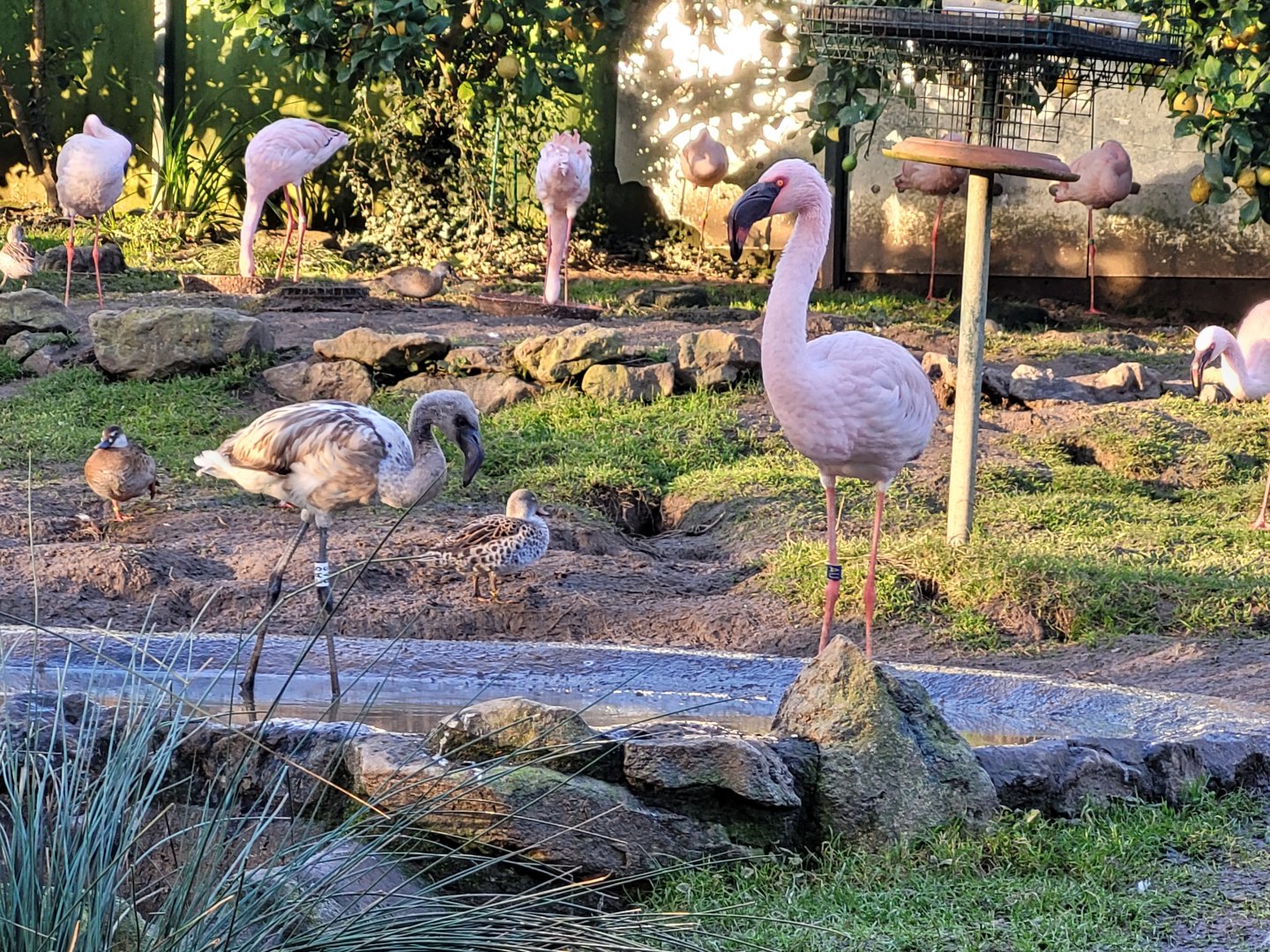 Lesser flamingoes -Zoo de Santillana del Mar (2023)