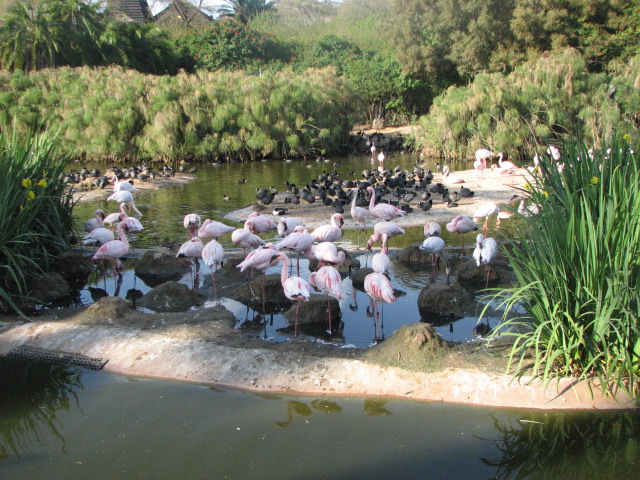 Lesser Flamingoes