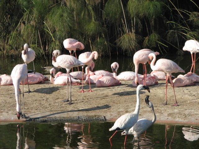 Lesser Flamingoes