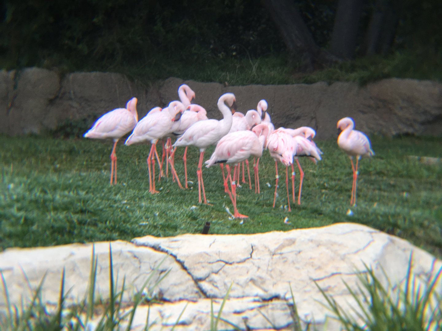 Lesser flamingoes