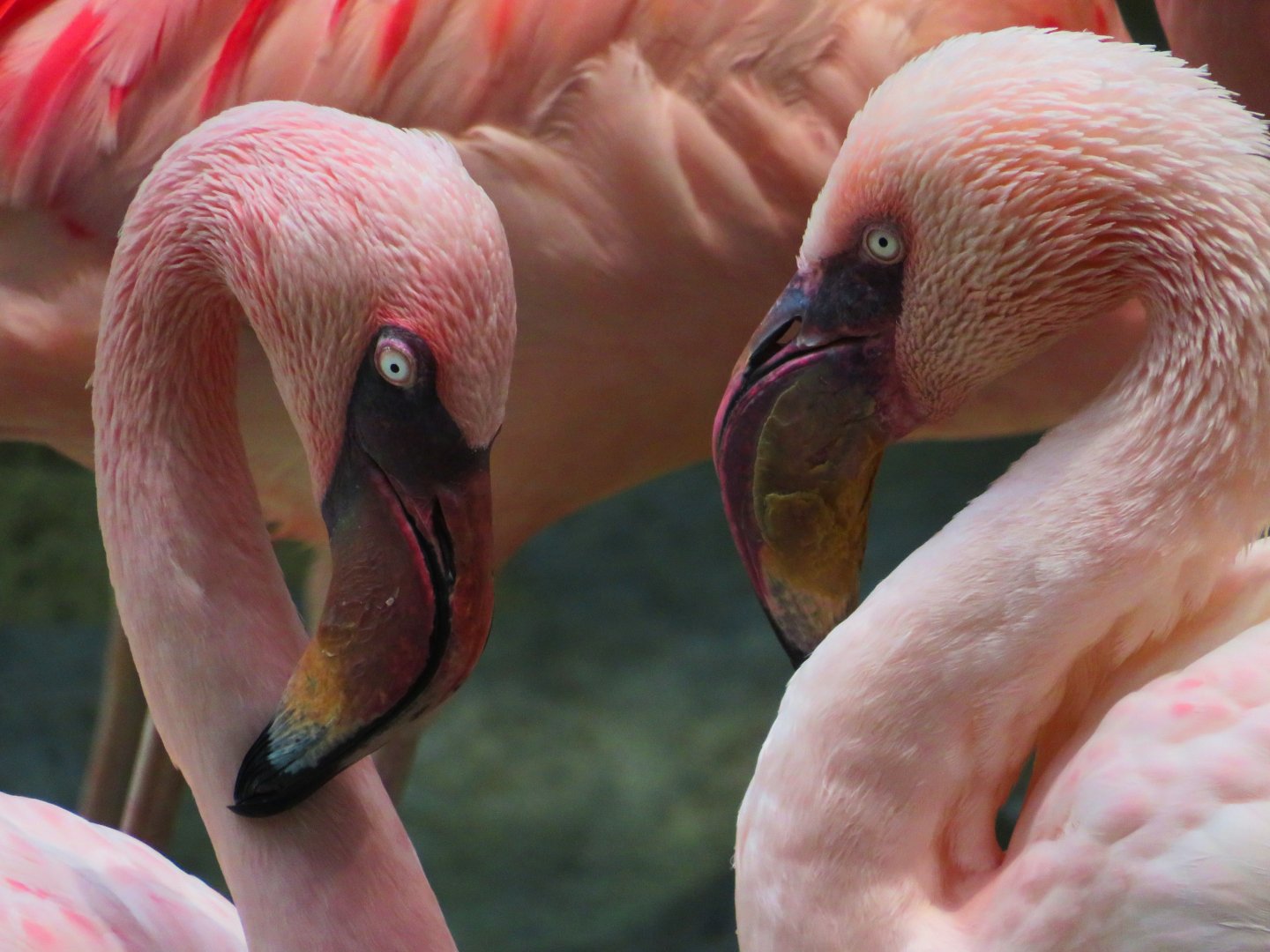 Lesser flamingoes