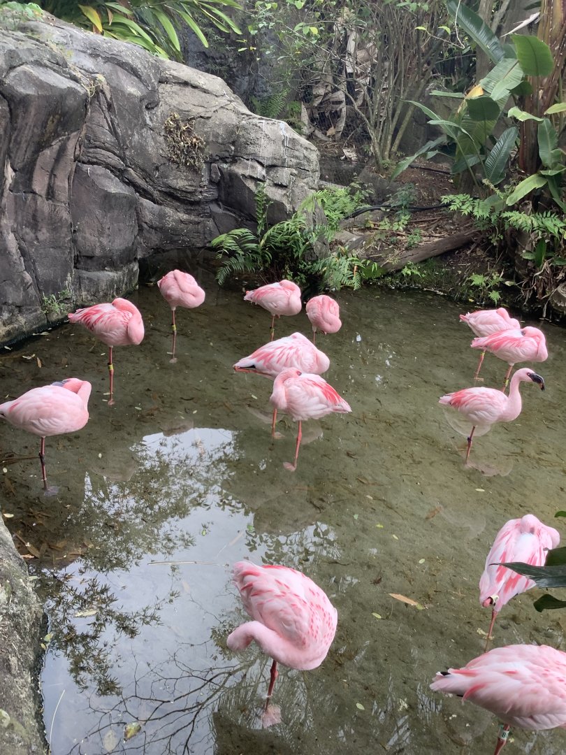 Lesser Flamingos 3/18/24