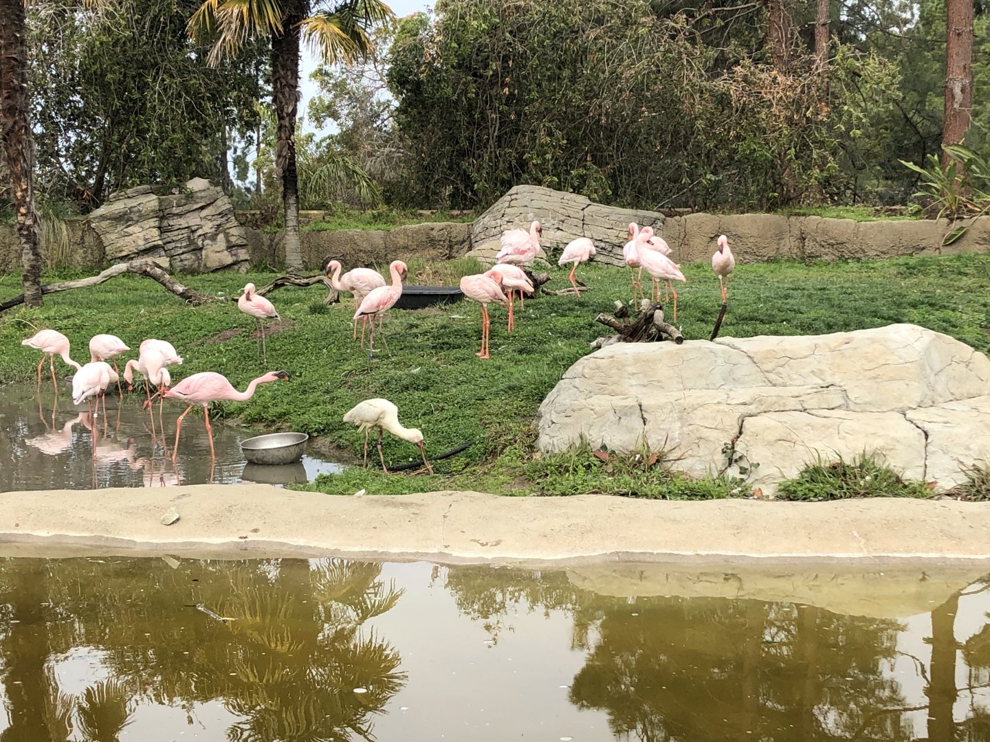 Lesser flamingos/African spoonbill