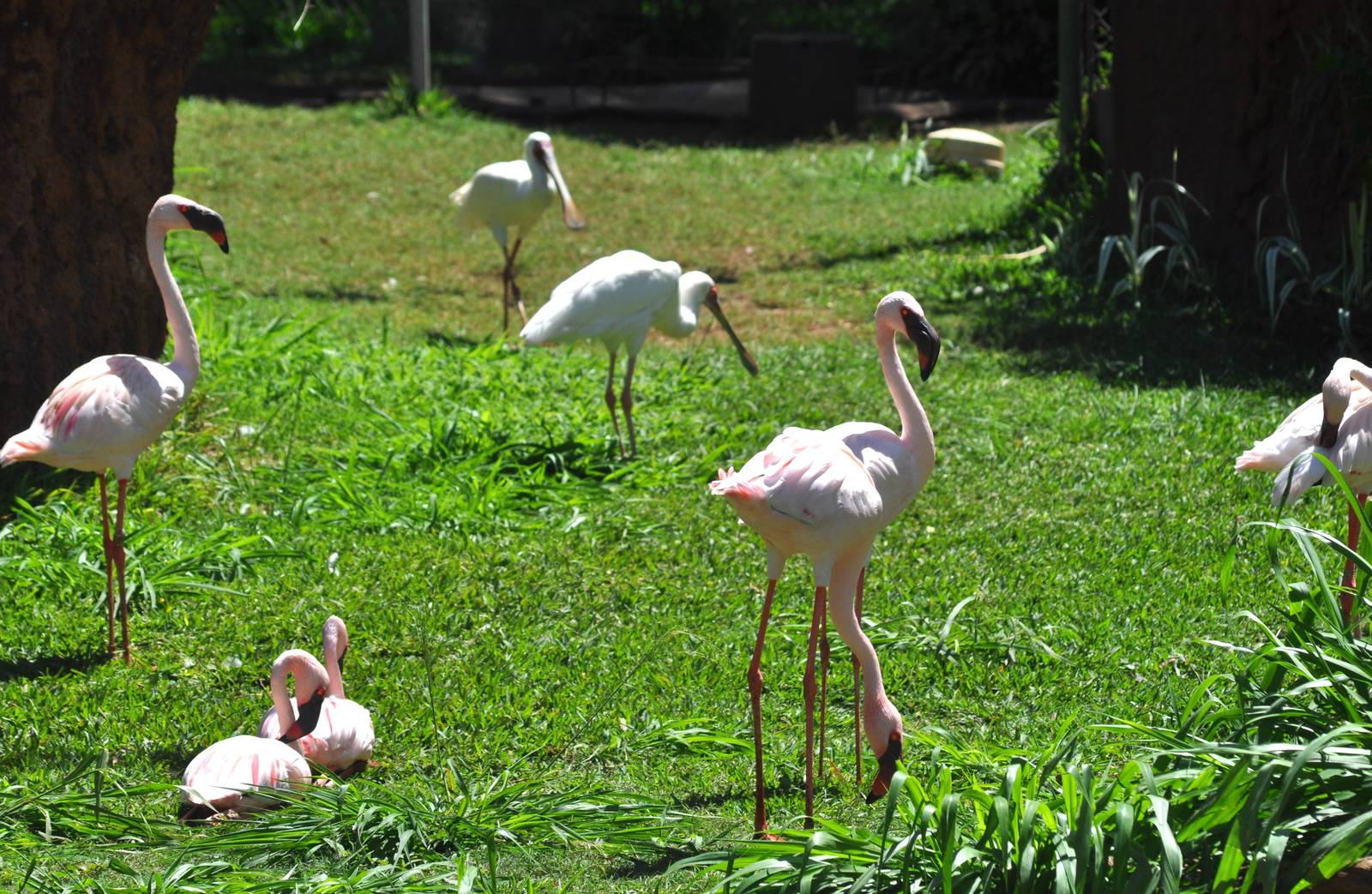 Lesser Flamingos and African Spoonbills