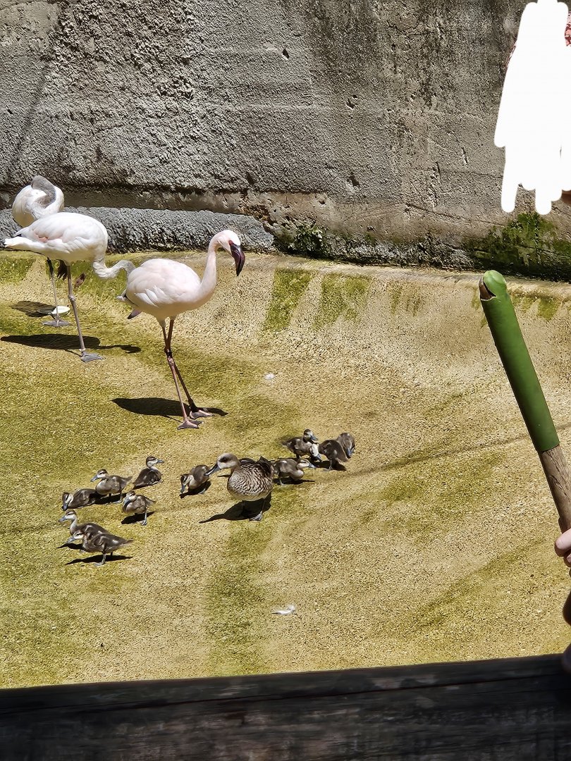 Lesser flamingos and marbled ducks