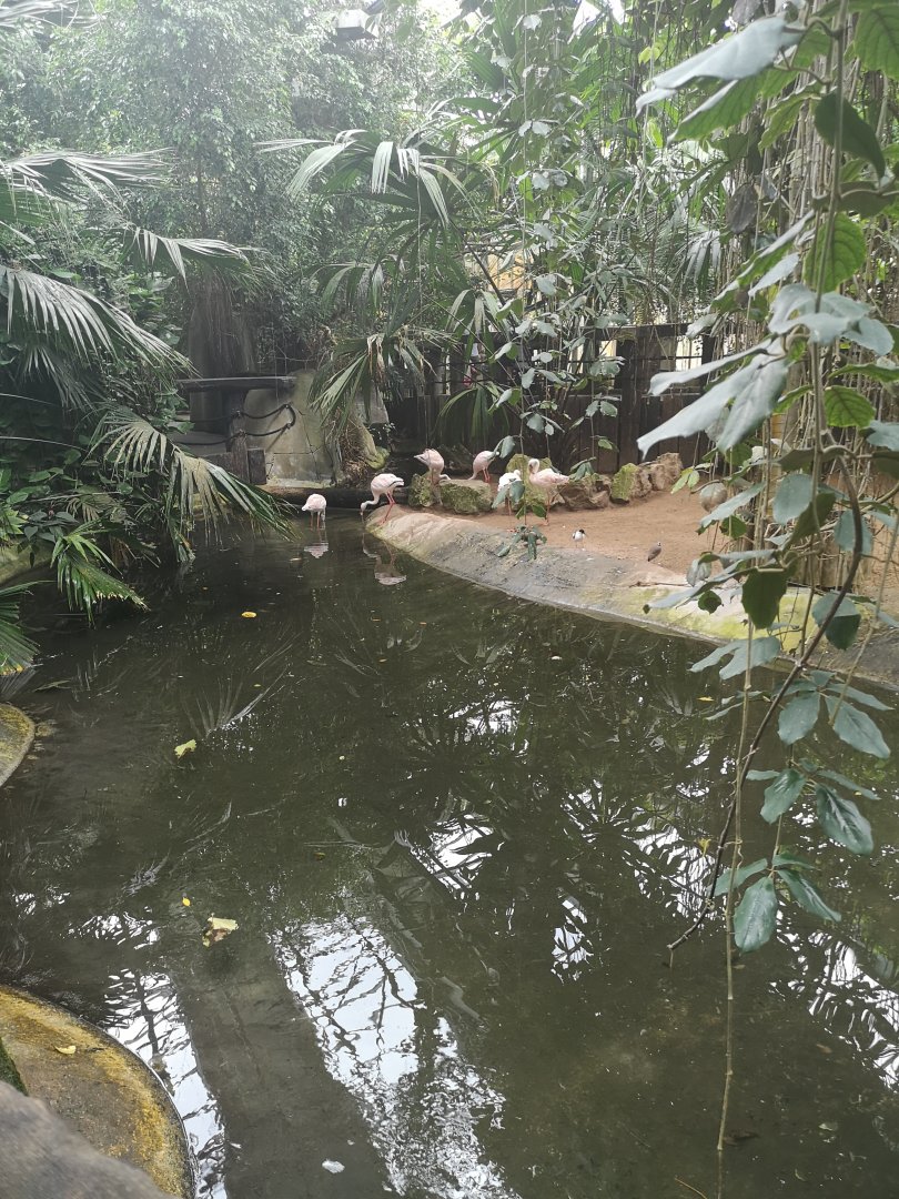 Lesser flamingos and Pied avocet