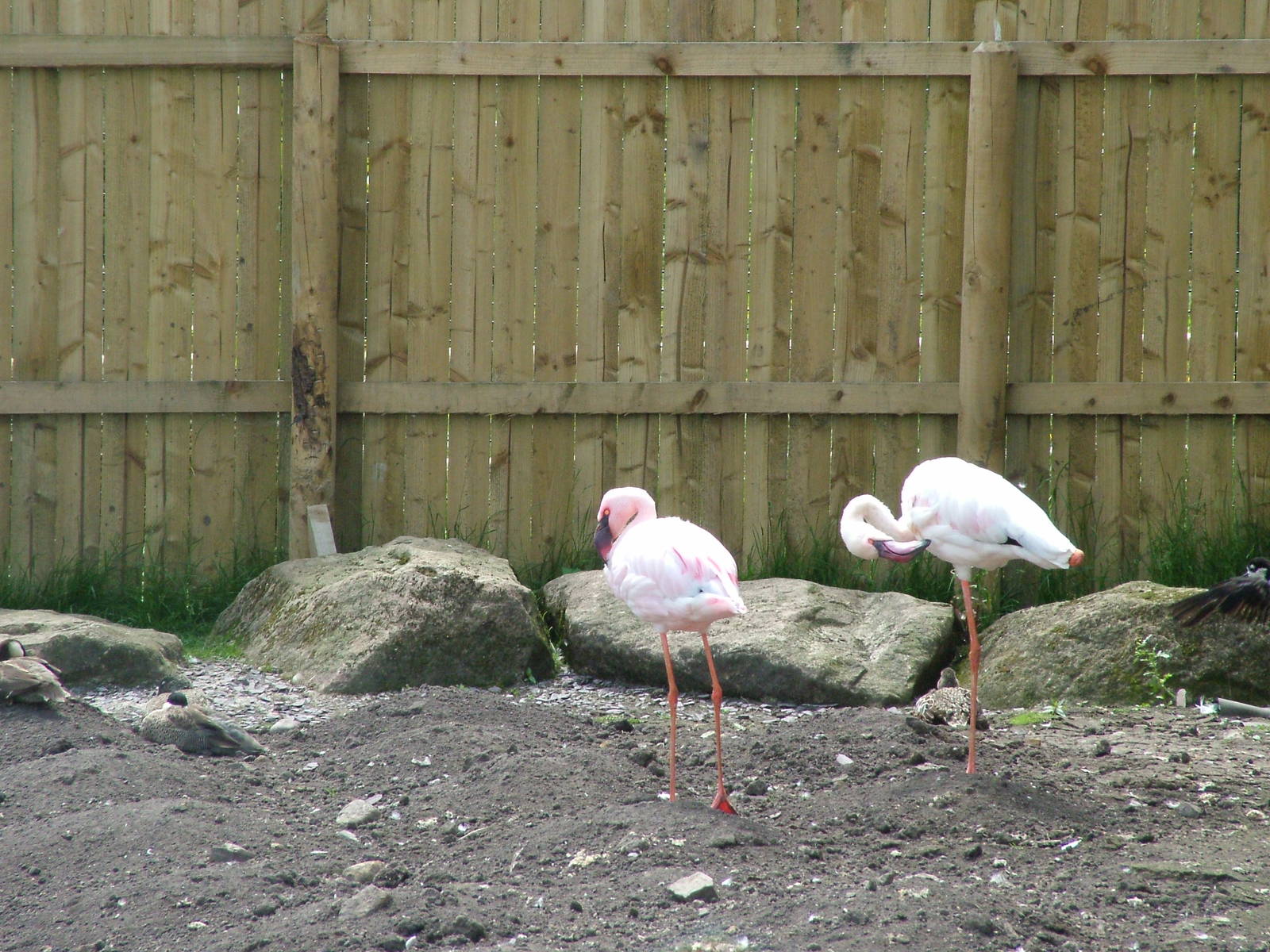 Lesser Flamingos at Blackbrook, 12/06/10