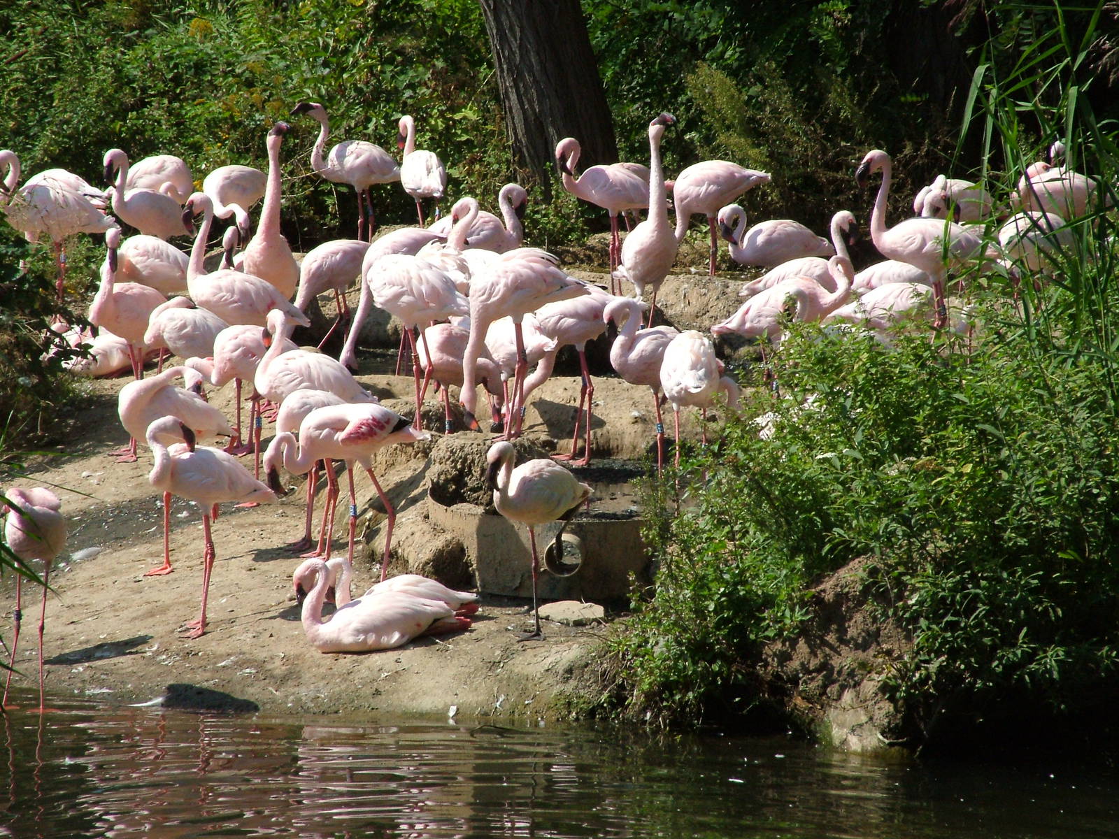 Lesser Flamingos at Leipzig, 02/09/11