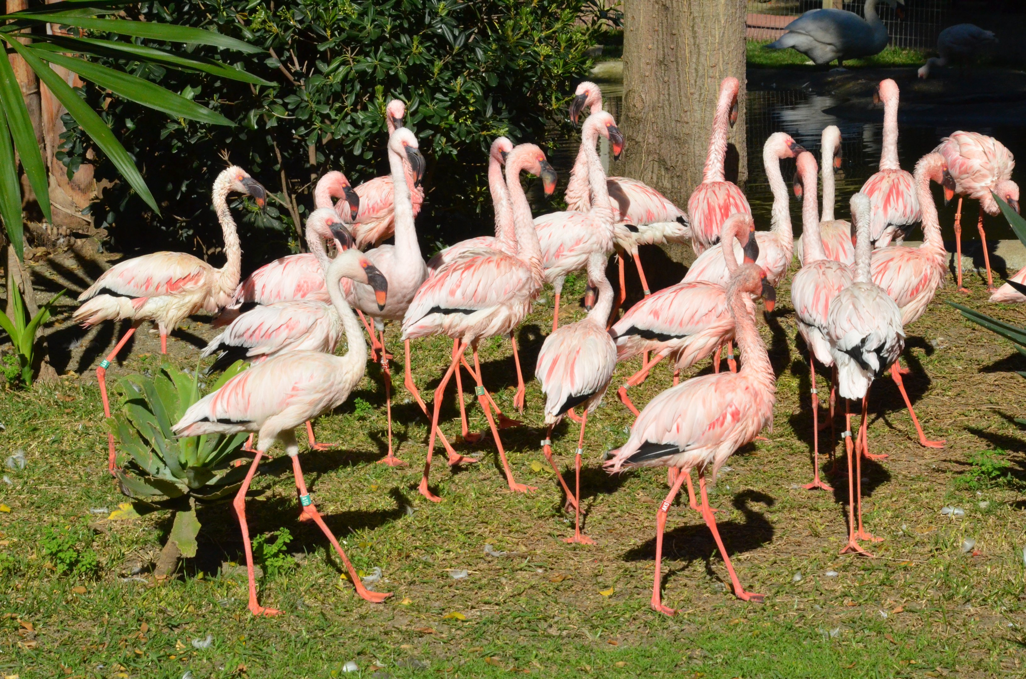 Lesser Flamingos at Selwo Aventura, 13/03/19