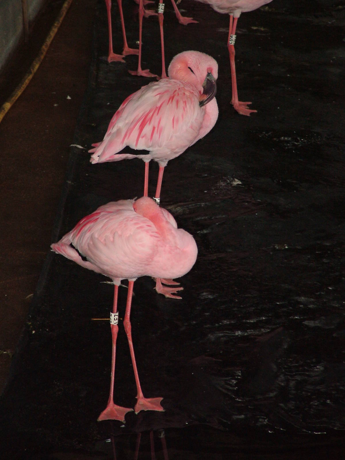 Lesser Flamingos at Slimbridge 06/02/10