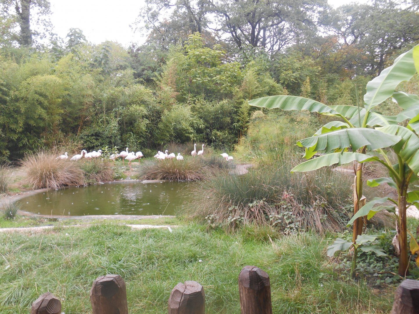 Lesser Flamingos Exhibit