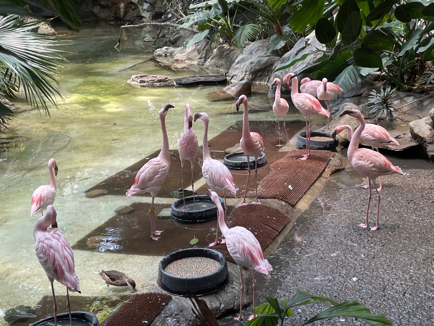 Lesser Flamingos - Minnesota Zoo, 3/13/25