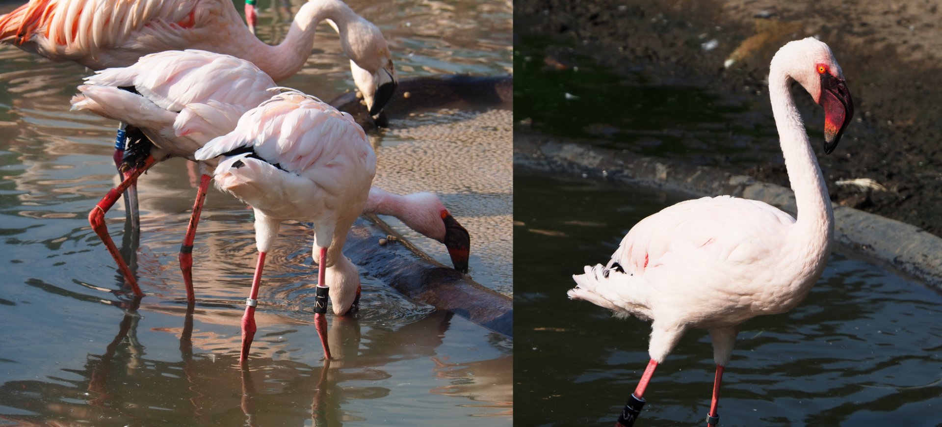 Lesser flamingos (Phoeniconaias minor), 2020-09-16