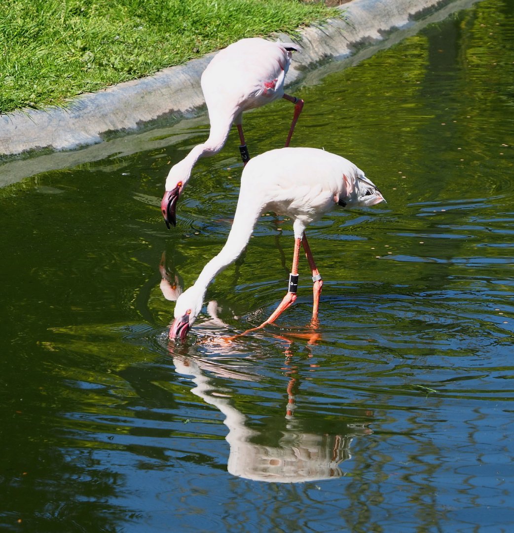 Lesser flamingos (Phoeniconaias minor), 2021-06-01