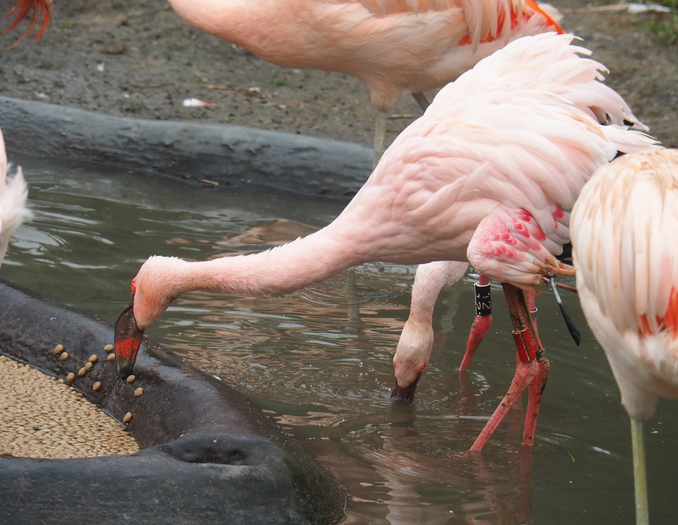 Lesser flamingos (Phoeniconaias minor), 2021-10-10